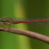 Leucorrhinia2
