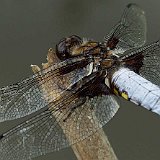 Libellula-depressa-Libellule-deprimee-male--Plattbauchlibelle-maennchen