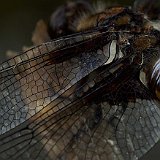 Libellula-depressa-Libellule-deprimee-male--Plattbauchlibelle-maennchen2