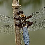 Libellula-depressa-Libellule-deprimee-male--Plattbauchlibelle-maennchen3