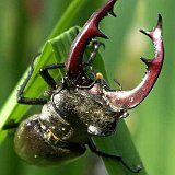 Lucanus-cervus-hirschkaefer-lucane