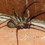 Lycosidae-araignee-loups-wolfspinne