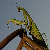 Mantis-religiosa-mante-religieuse-Gottesanbeterin