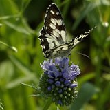 Melanargia-galathea