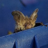 Microchiroptera-chauve-sourie-fledermaus