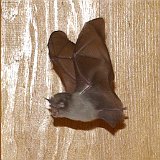 Microchiroptera-chauve-sourie-fledermaus2