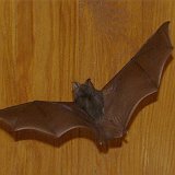 Microchiroptera-chauve-sourie-fledermaus3