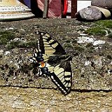 Papilio-machaon-schwalbenschwanz
