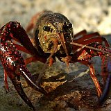 Procambarus-clarkii-ecrevice