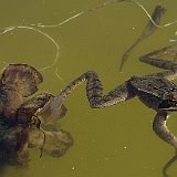 Rana-temporaria-grenouille-rousse-Grasfrosch