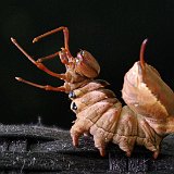 Stauropus-fagi-bombyx-du-hetre-buchen-zahnspinner