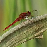 Sympetrum-sanguineum-Blutrote-Heidelibelle-maenchen