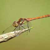 Sympetrum-sanguineum-Blutrote-Heidelibelle-weibchen