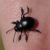 Timarcha-tenebricosa-chrache-sang-Tatsenkaefer