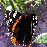 Vanessa-atalanta-linaeus-vulcain-Admiral