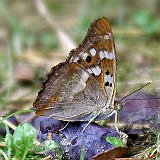 Vanessa-cardui