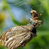 araneus-diadematus-kreutzspinne2