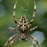 araneus-kreutzspinne