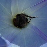 bombus-Hummel