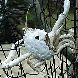 crabe