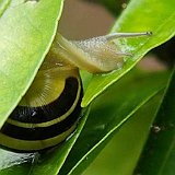 escargot