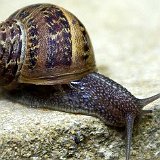 escargot2