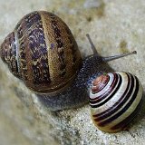 escargots