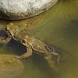 grapauds-et-Rana-temporaria-grenouille-rousse-Grasfrosch