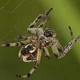 kreutzspinne