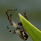 kreutzspinne2