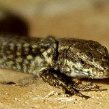 lacertidae-lizard-echte-Eidechse