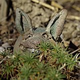 lapin-mechant