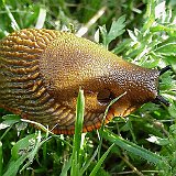 liArion-rufus-mace-rote-nacktschnecke