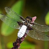 odonates-libellule-libelle