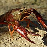 orcontectes-limosus-ecrevice-amerikanischer-flusskrebs