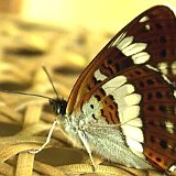 papillon