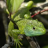 smarakteidechse3
