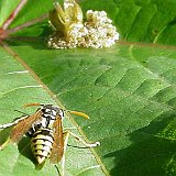 vespula-vulgaris-gemeine-wespe-guepe.jpgvipera-aspis