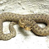 vipera-aspis
