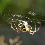 wespenspinne
