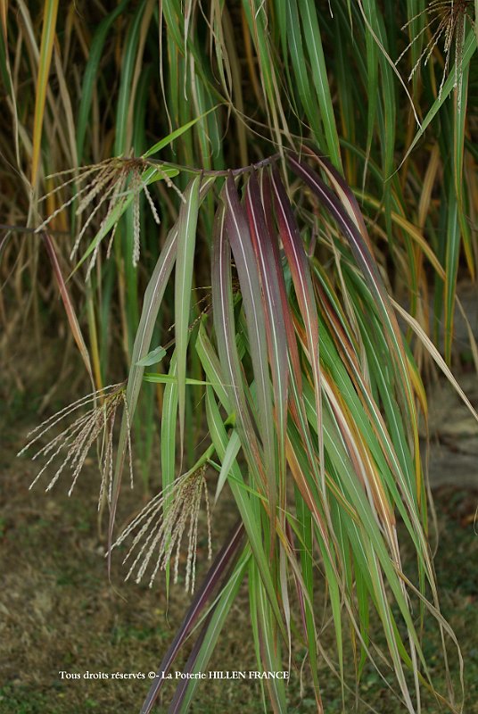 Imgp6615