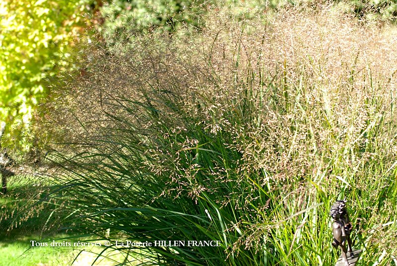 panicum rehbraun
