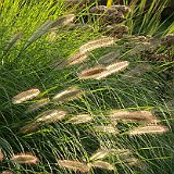 Bild17  pennisetum alopecuroides japonicum
