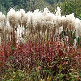 Bild22  persicaria et miscanthus sinensis malepartus