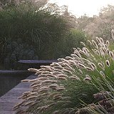 Imgp1451  pennisetum alopecuroides japonicum &#38; bassin contemporain en ardoise