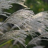 Imgp15431