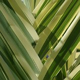 Imgp1671  Arundo donax variegata