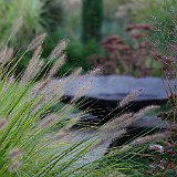 Imgp1770  pennisetum alopecuroides japonicum &#38; coupe en ardoise