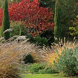 Imgp2146  pennisetum alopecuroides japonicum &#38; rhus typhina