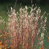 Schizachyrium scoparium Prairie Blues  Schizachyrium scoparium &#34;prairie blues&#34; et persicaria &#34;red dragon&#34;